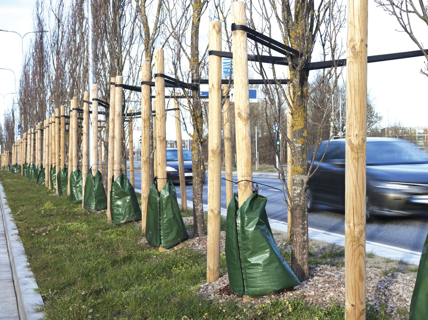 Image of trees by a road